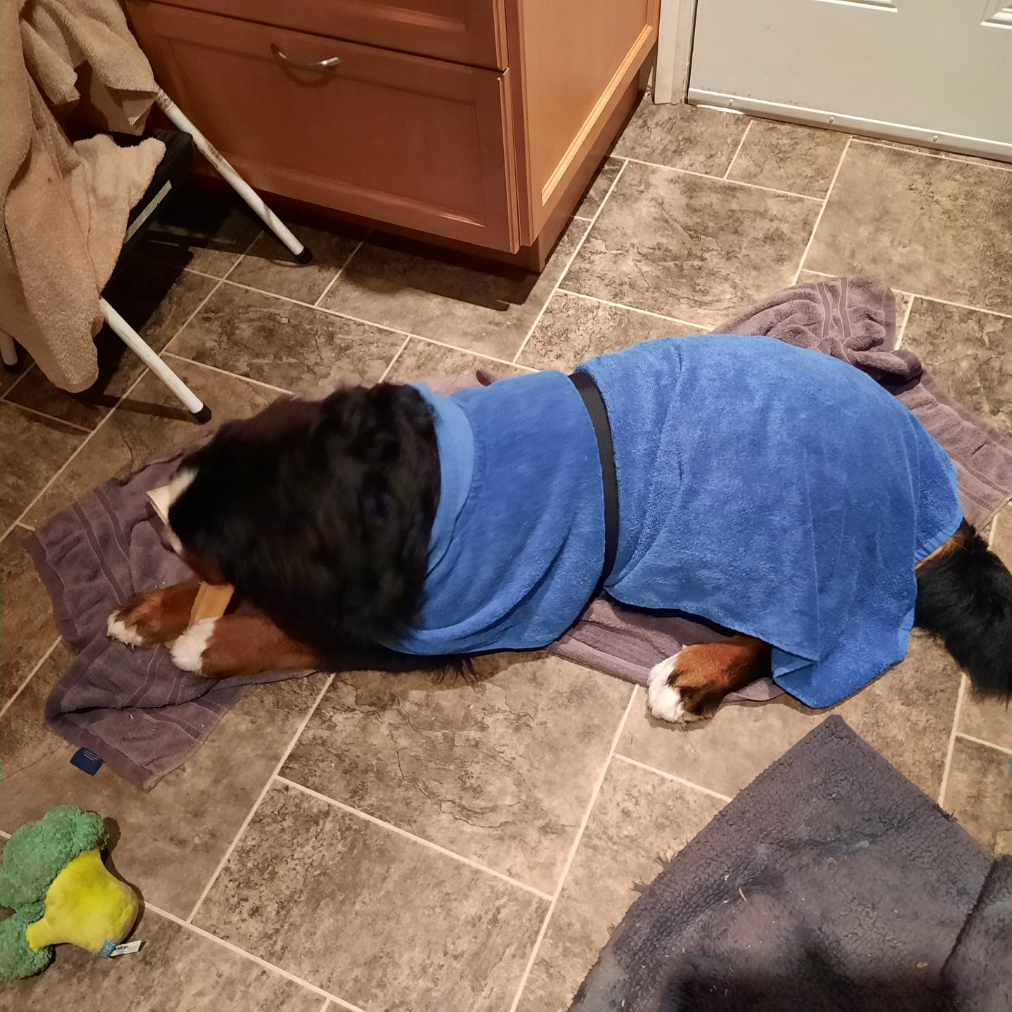 Customer photo review of Himalayan Yak Chew (EXTRA LARGE)