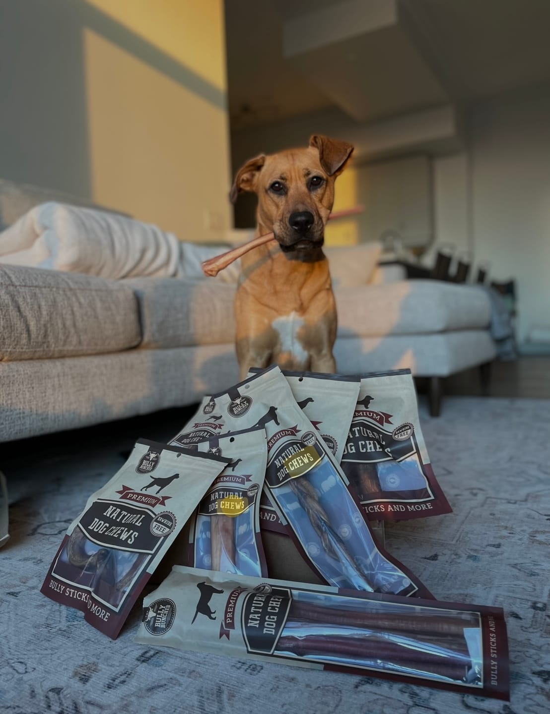 Customer photo review of 6 Inch Monster Braided Bully Stick