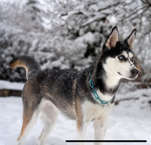 Customer photo review of Langgliedrige Eastside Chain