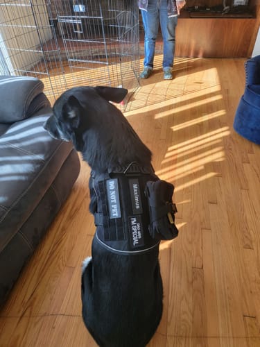 Customer's dog sitting, viewed from behind, wearing the black tactical harness with a pouch and 'DO NOT PET' patch.