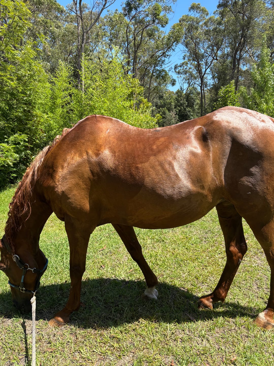 Customer photo review of Digestive EQ