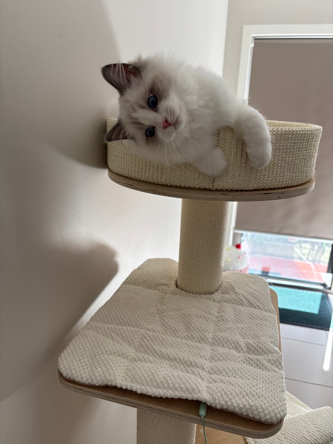 Customer photo review of Michu Luna Multi-Layer Solid Wood Cat Nest Tree