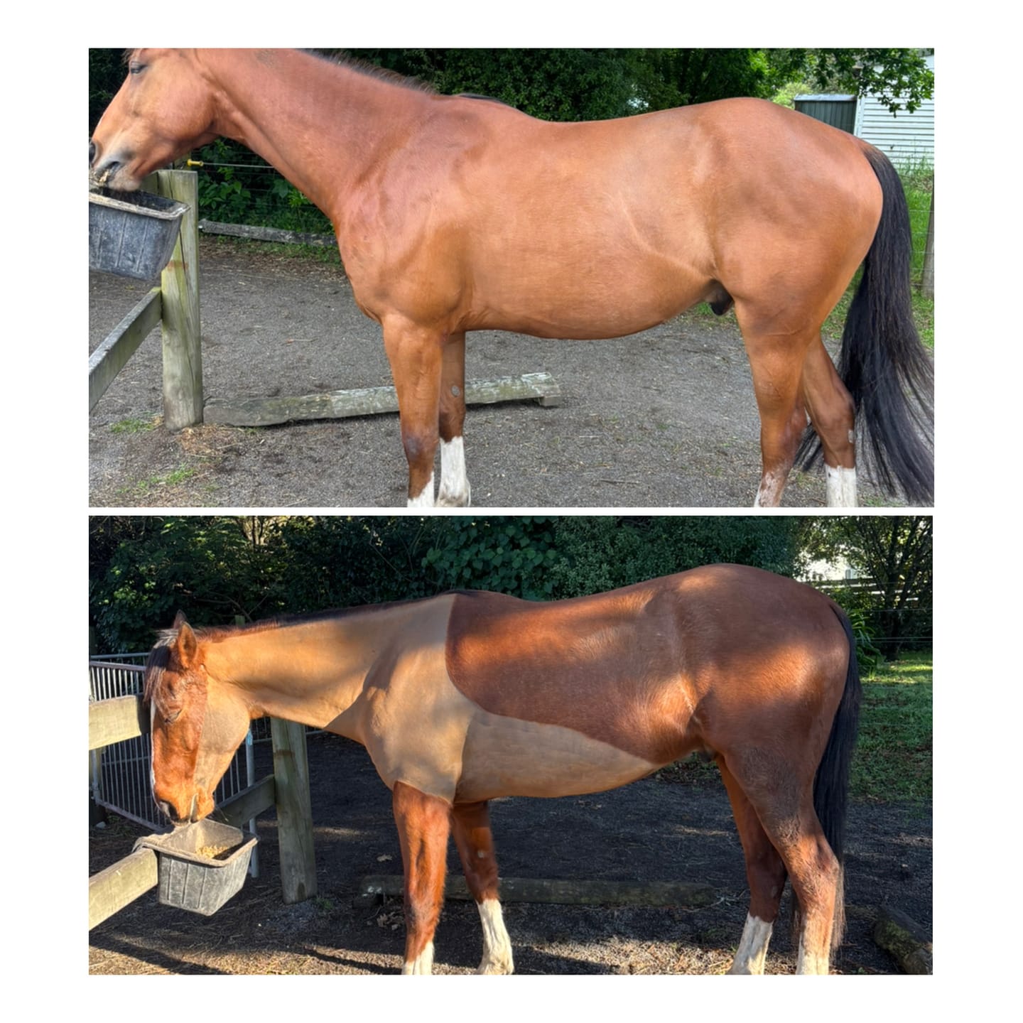 Customer photo review of Digestive EQ