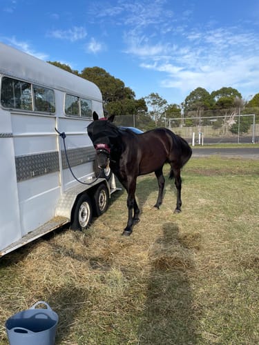 Customer photo review of LE Outback Fly Mask Original