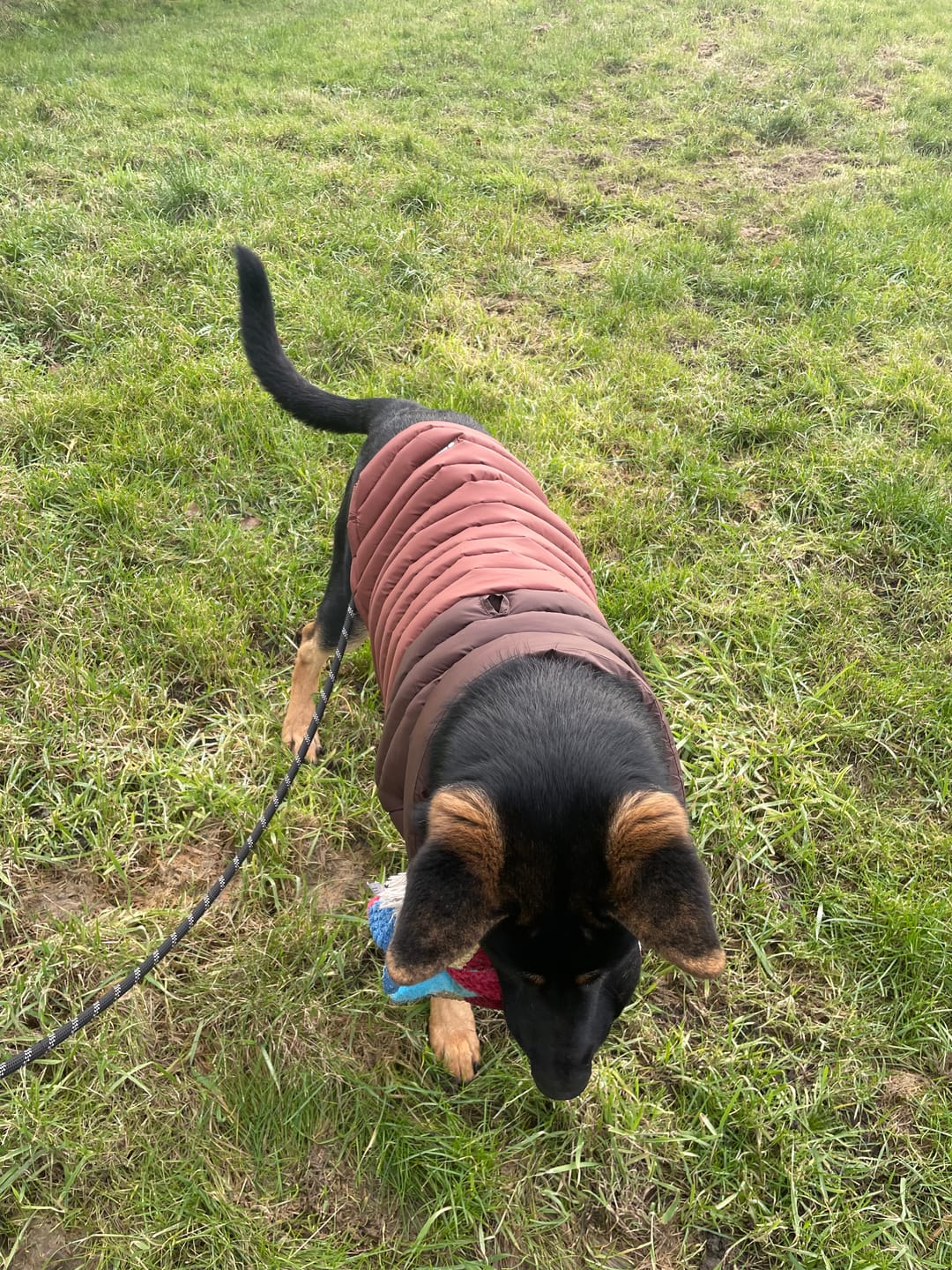 Customer photo review of PuffShield Winter Jacket - Brown