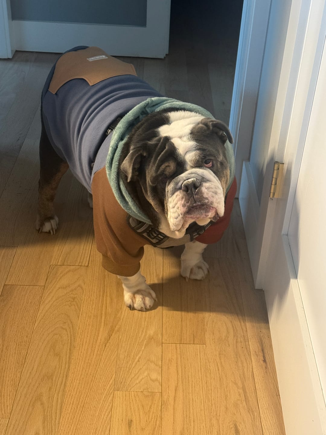 Customer photo review of Dog Hoodie Prints