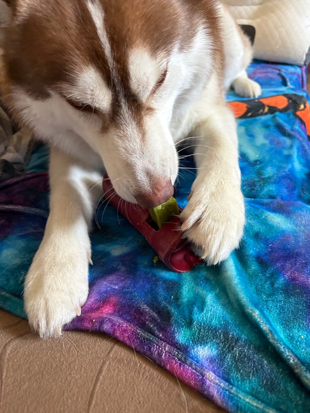 Customer photo review of Mint Himalayan Yak Chew (MEDIUM)