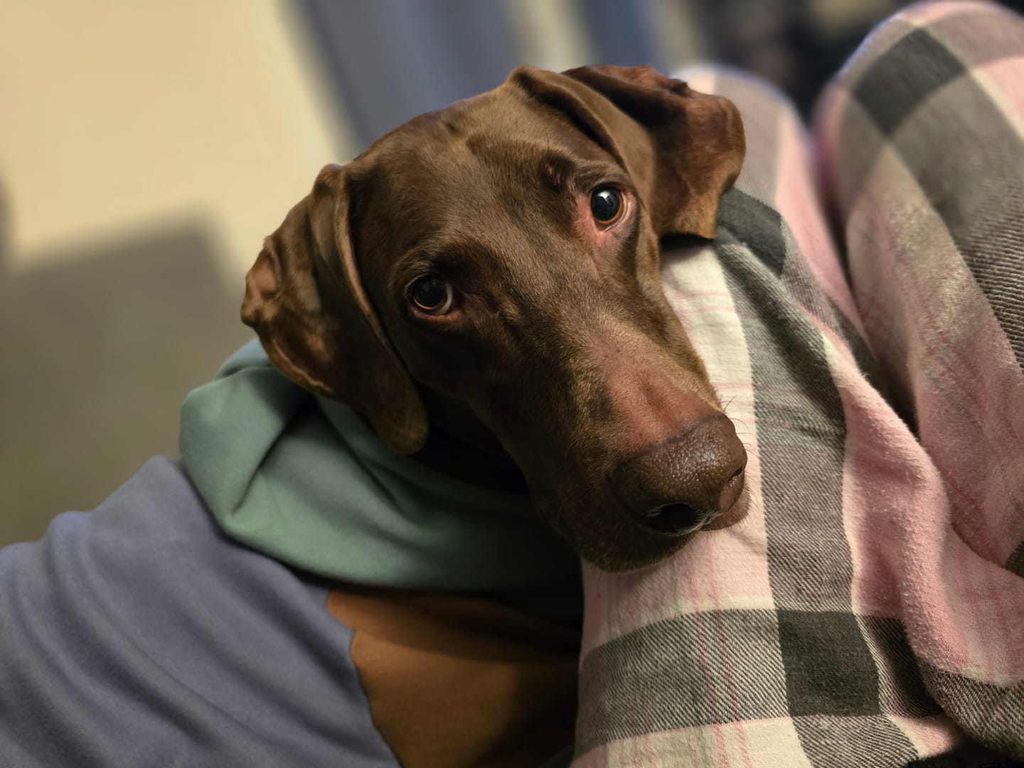 Customer photo review of Alpine Dog Hoodie