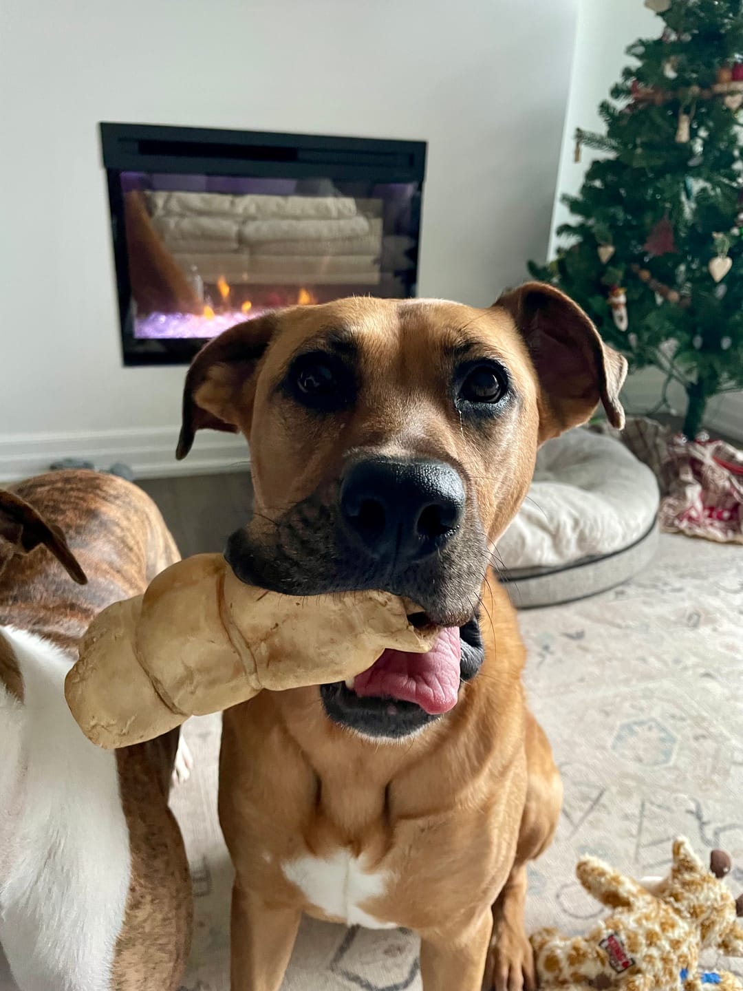 Customer photo review of 5-6 Inch Peanut Butter Cheek Roll