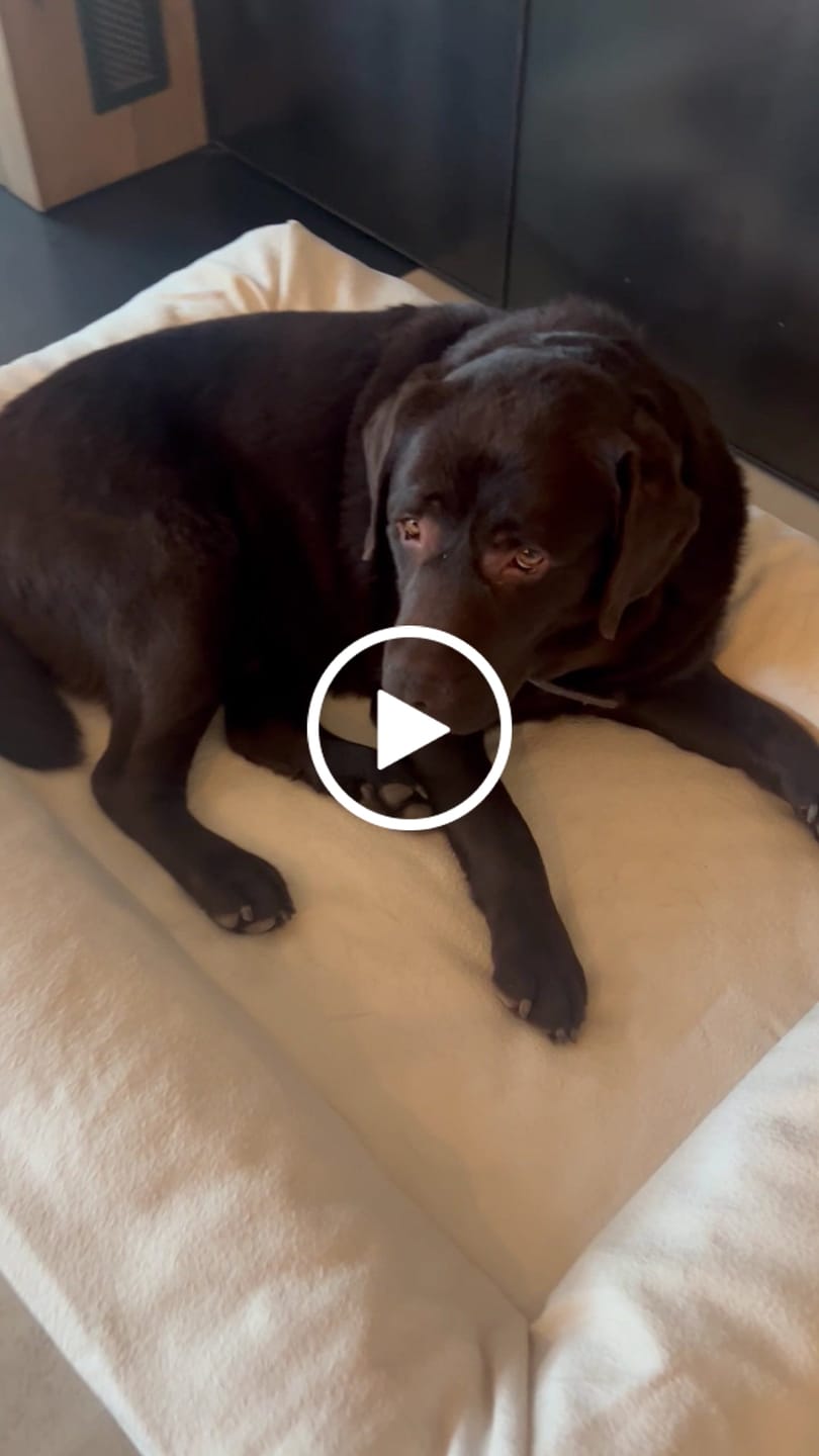 Customer video review of Pet Perfect Orthopedische Hondenmand - Model 2