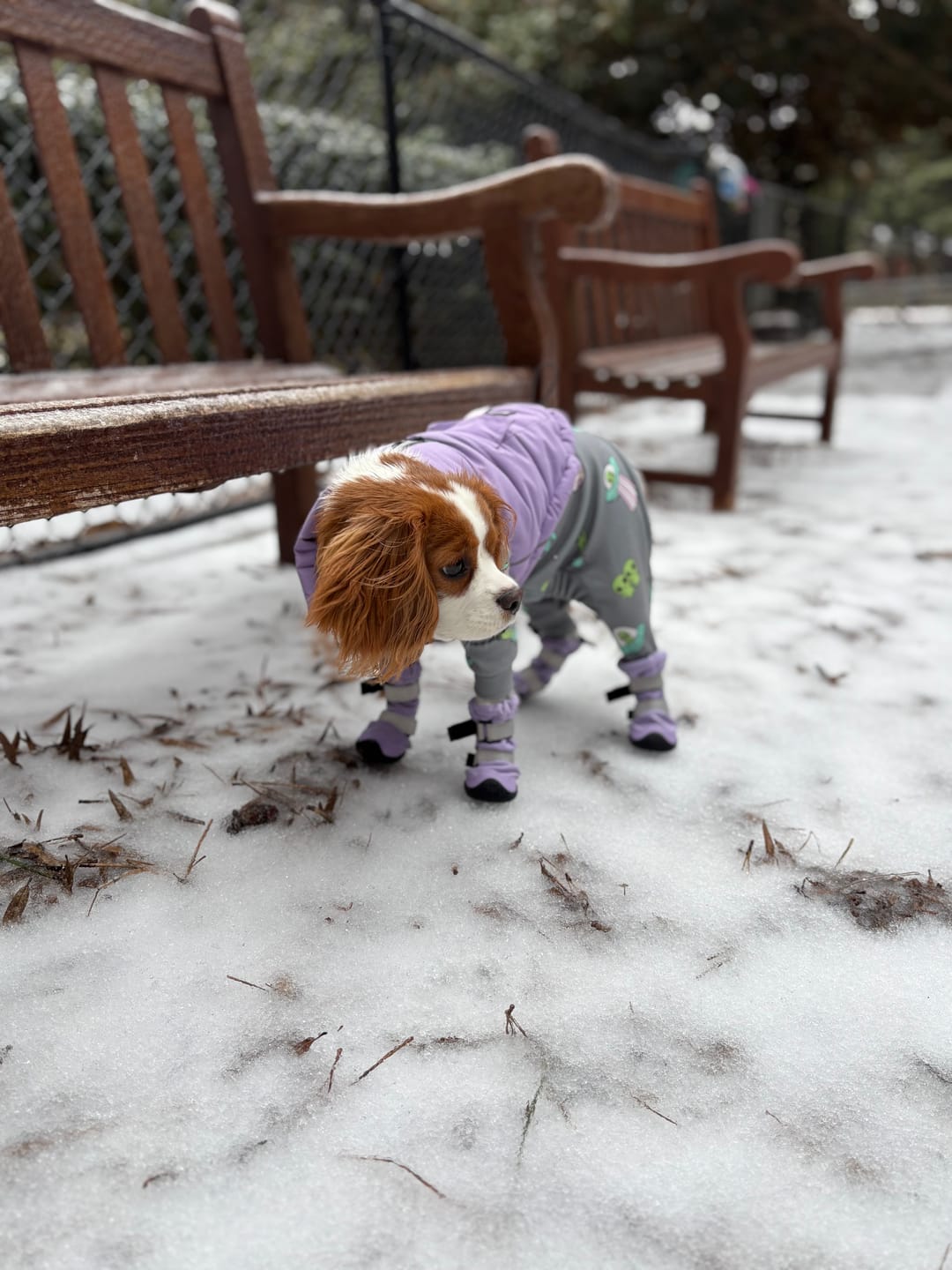 Customer photo review of Flex Shell Waterproof Dog Boots