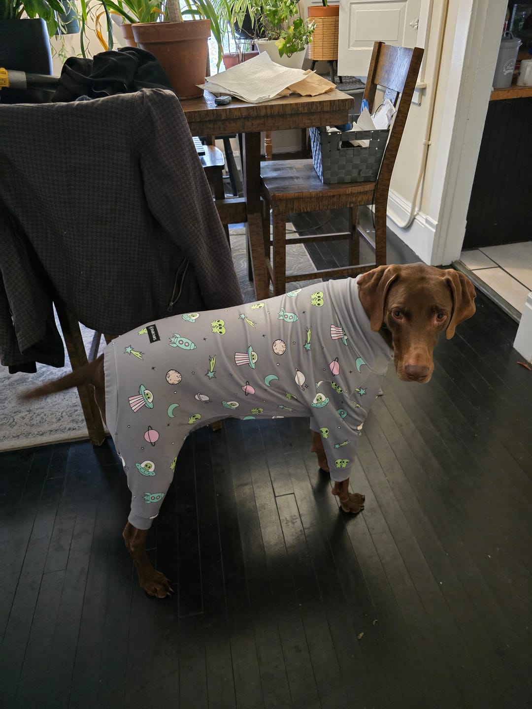 Customer photo review of Dog Pajama - Alien