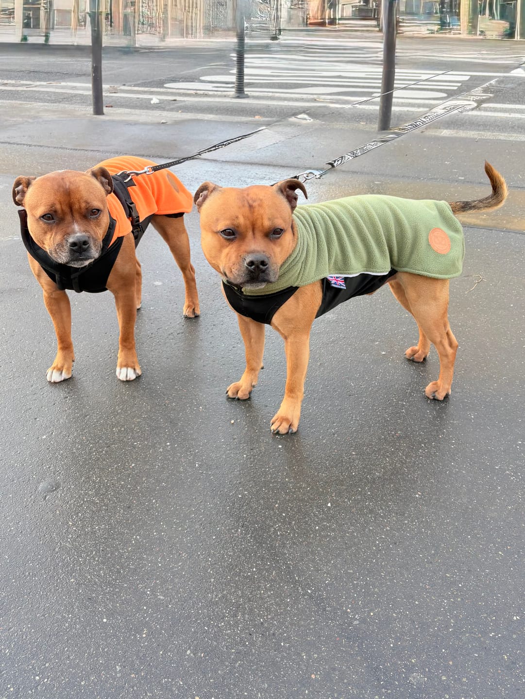 Customer photo review of Staffordshire Bull Terrier 1935® Fleece Coat - Green