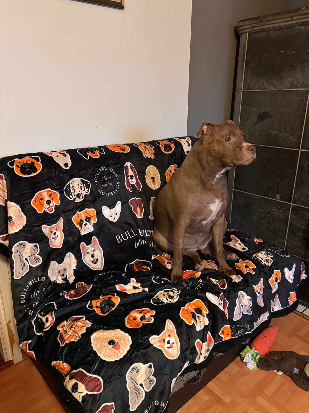 Customer photo review of Black Edition | Luxury Dog & Human Blanket