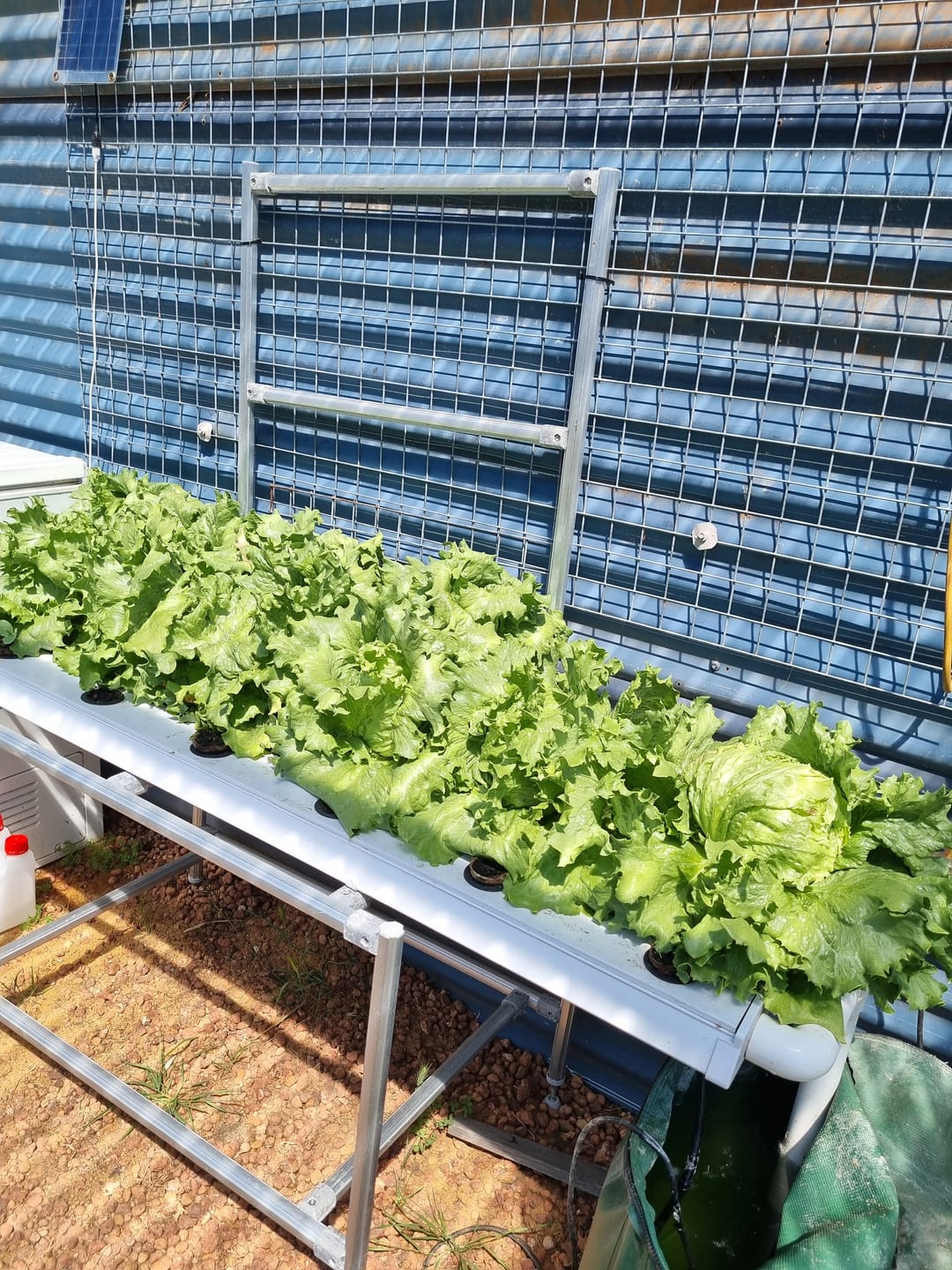 Customer photo review of The Salad Table Nutrient 2L Refill Kit