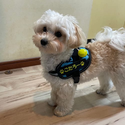 Customer photo review of FunFunPet 高機能ハーネス（お名前タグ作成サービス付き）