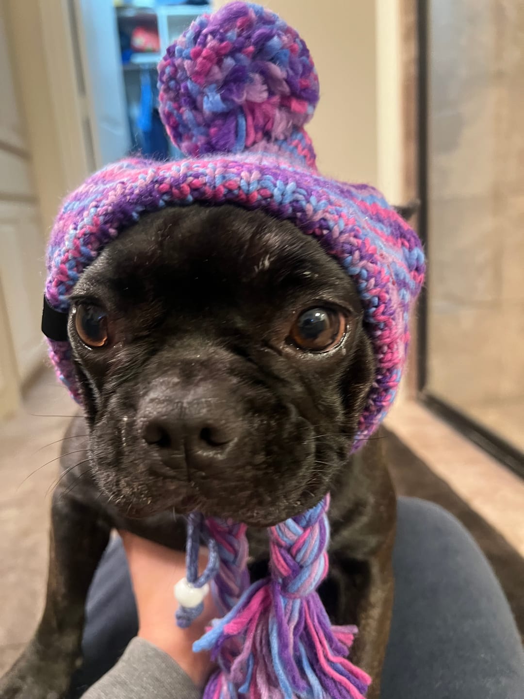Customer photo review of Knit Pom Pom Dog Beanie Hats