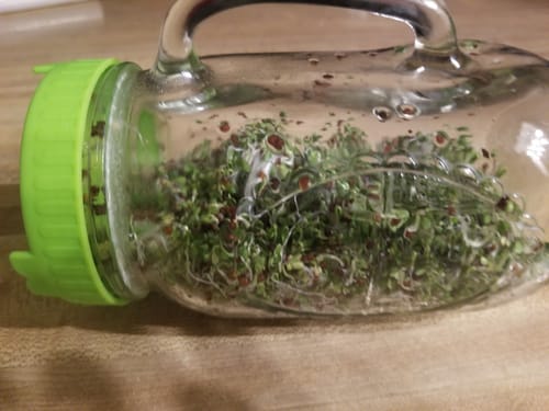 Customer photo review of Sprouts and Microgreens Seeds Bulk Mix (16oz)
