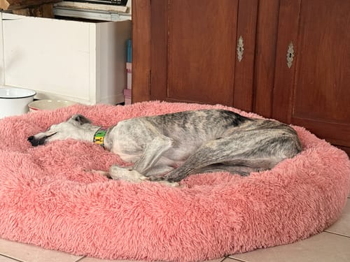 Customer photo review of Puppery Hundebett Wolke 7 - Das Original