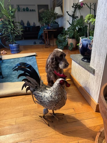 Customer photo review of Gallo Decorativo in Ferro Bicolore – H45 x L50 x P20 cm