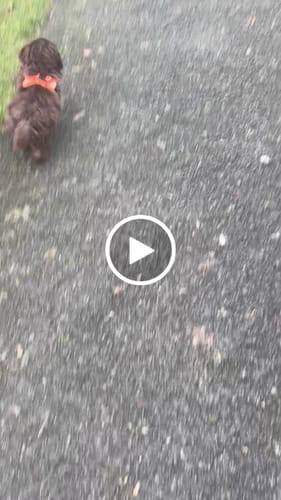 Customer video review of Boomerang Harness - XS-M Breeds - Orange