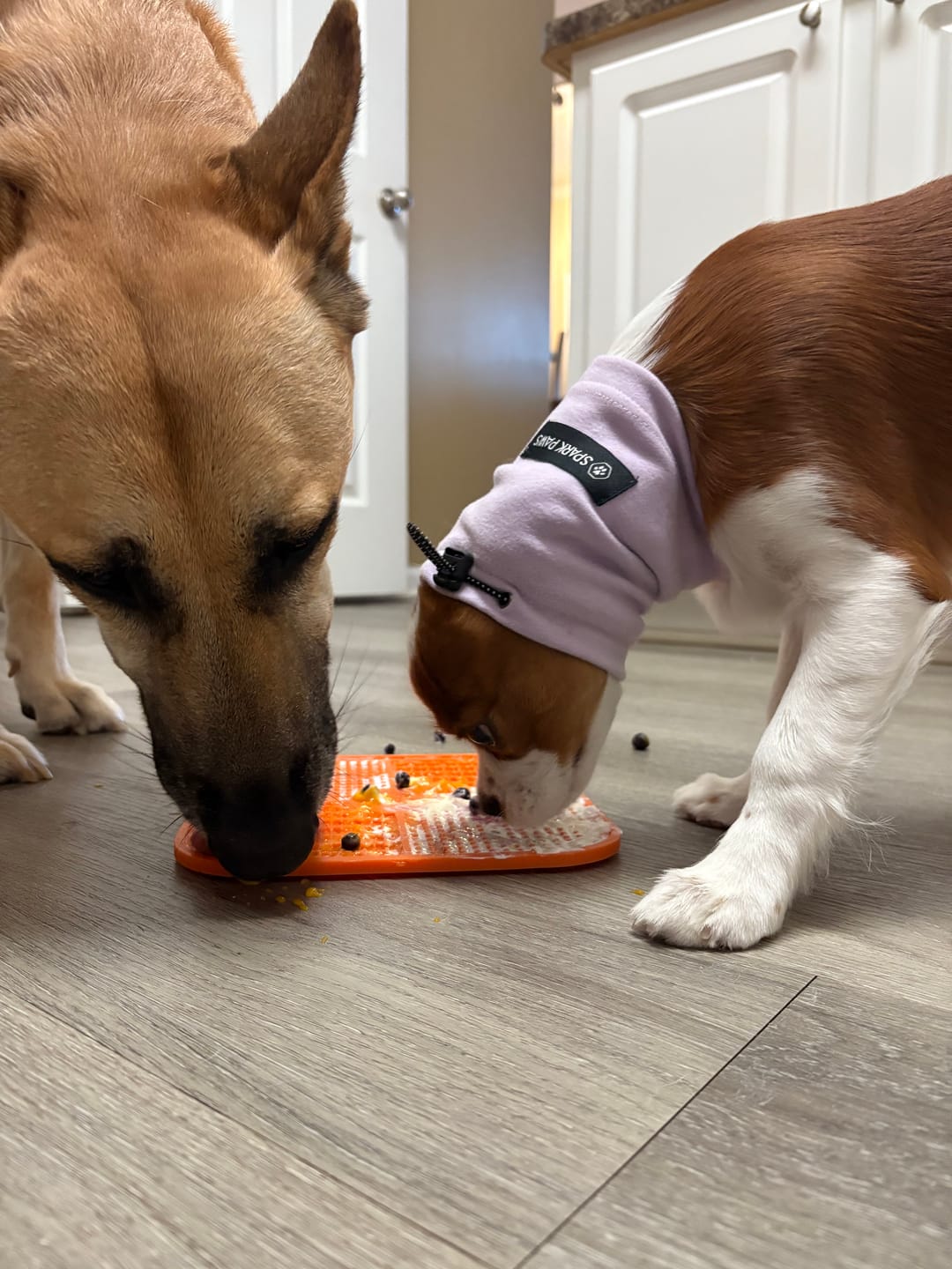 Customer photo review of Anxiety Calming Dog Earmuff Protector