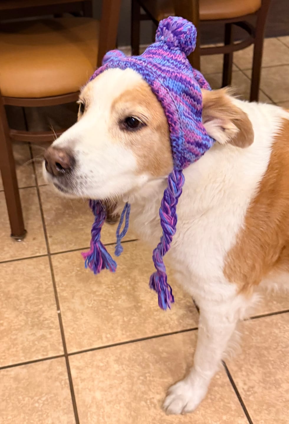 Customer photo review of Knit Pom Pom Dog Beanie Hats