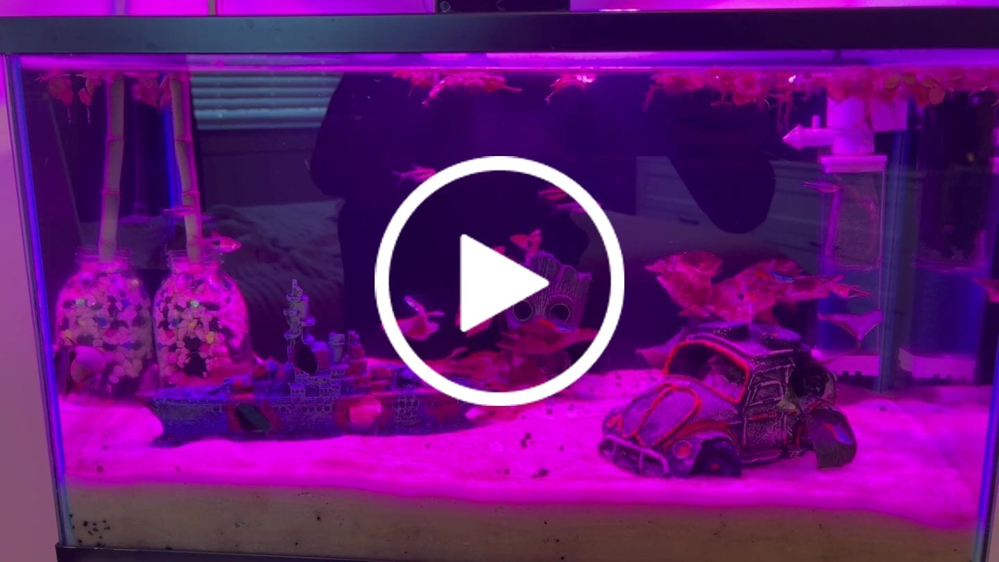 Customer video review of Dumbo Lavender Halfmoon Male Betta Fish