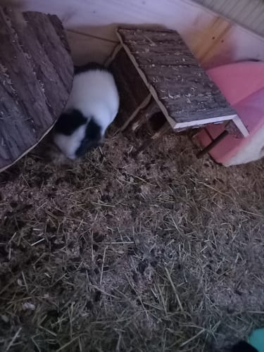 Customer photo review of 💘 Erste Liebe – Premium Bälle für deine Meerschweinchen