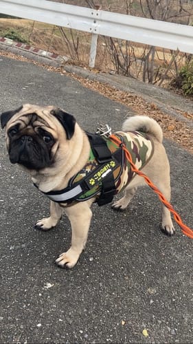 Customer photo review of FunFunPet 高機能ハーネス（お名前タグ作成サービス付き）