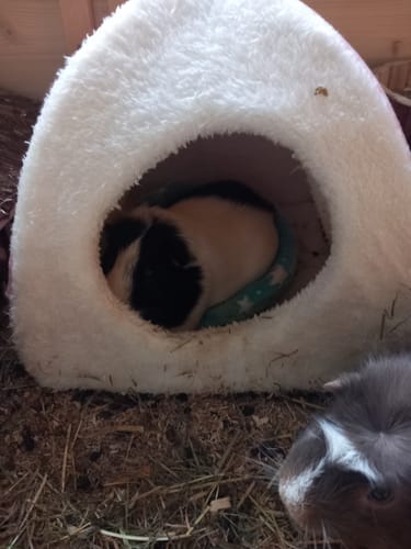 Customer photo review of ⭐ Sternenbettchen – Rundes Kuschelbettchen zum Einkuscheln für deine Meerschweinchen