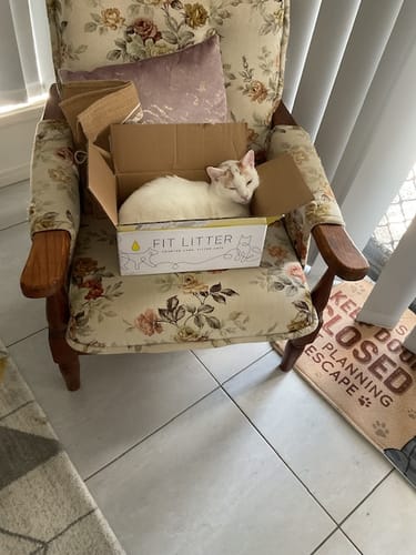 Customer photo review of 1 Month Supply – 1 Cat