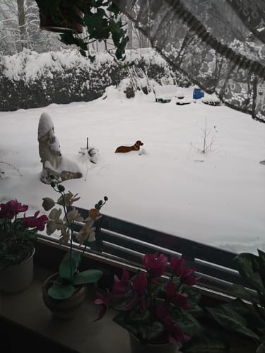 Customer photo review of Gartenstecker Golden Retriever