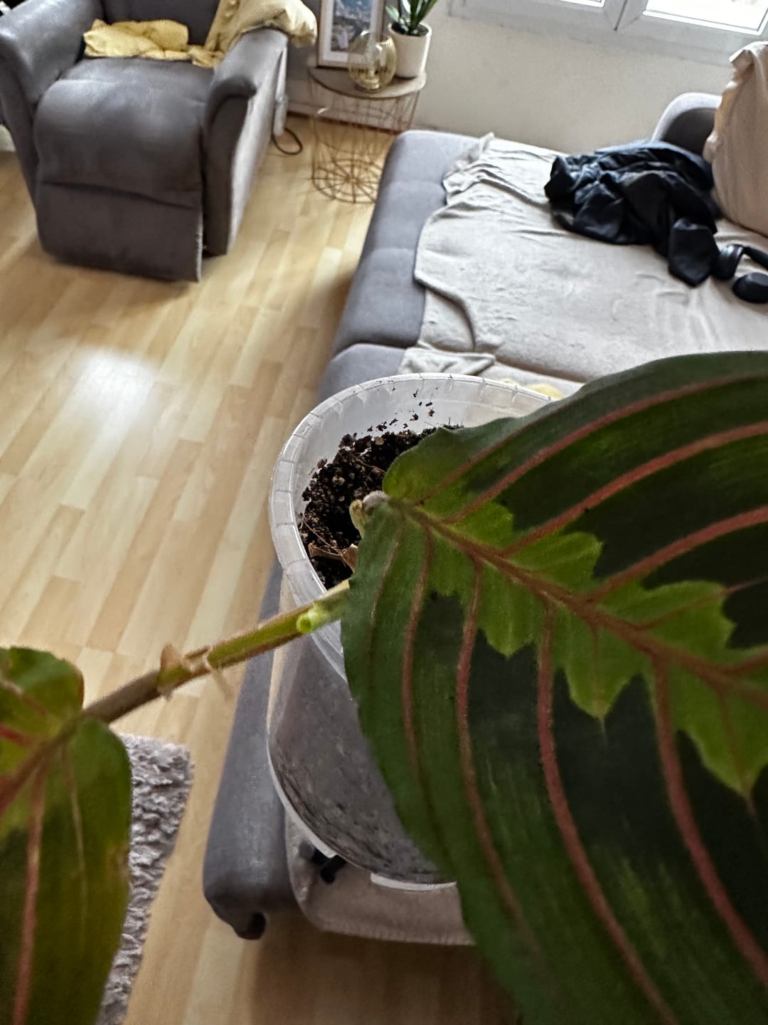 Customer photo review of Calathea & Maranta Mix