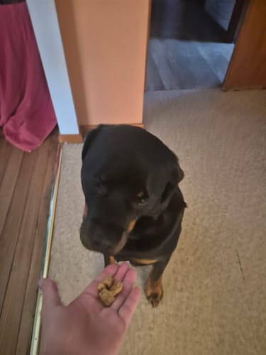 Customer photo review of Salmon Training Bites (Bulk Buy)
