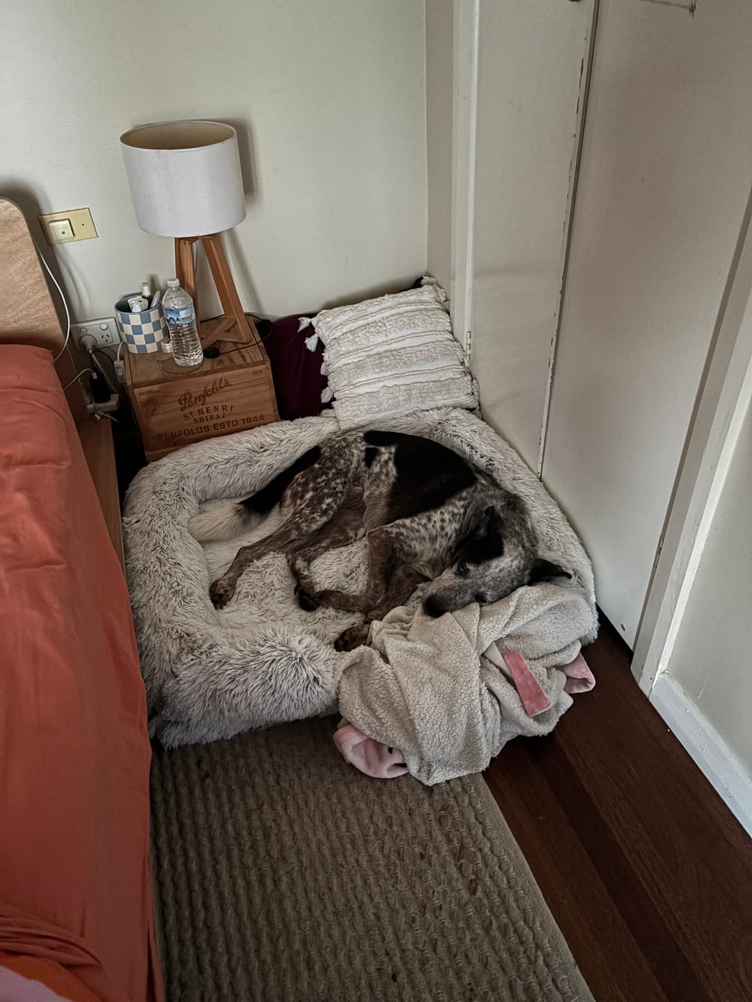 Customer photo review of Pet Orthopaedic Bed