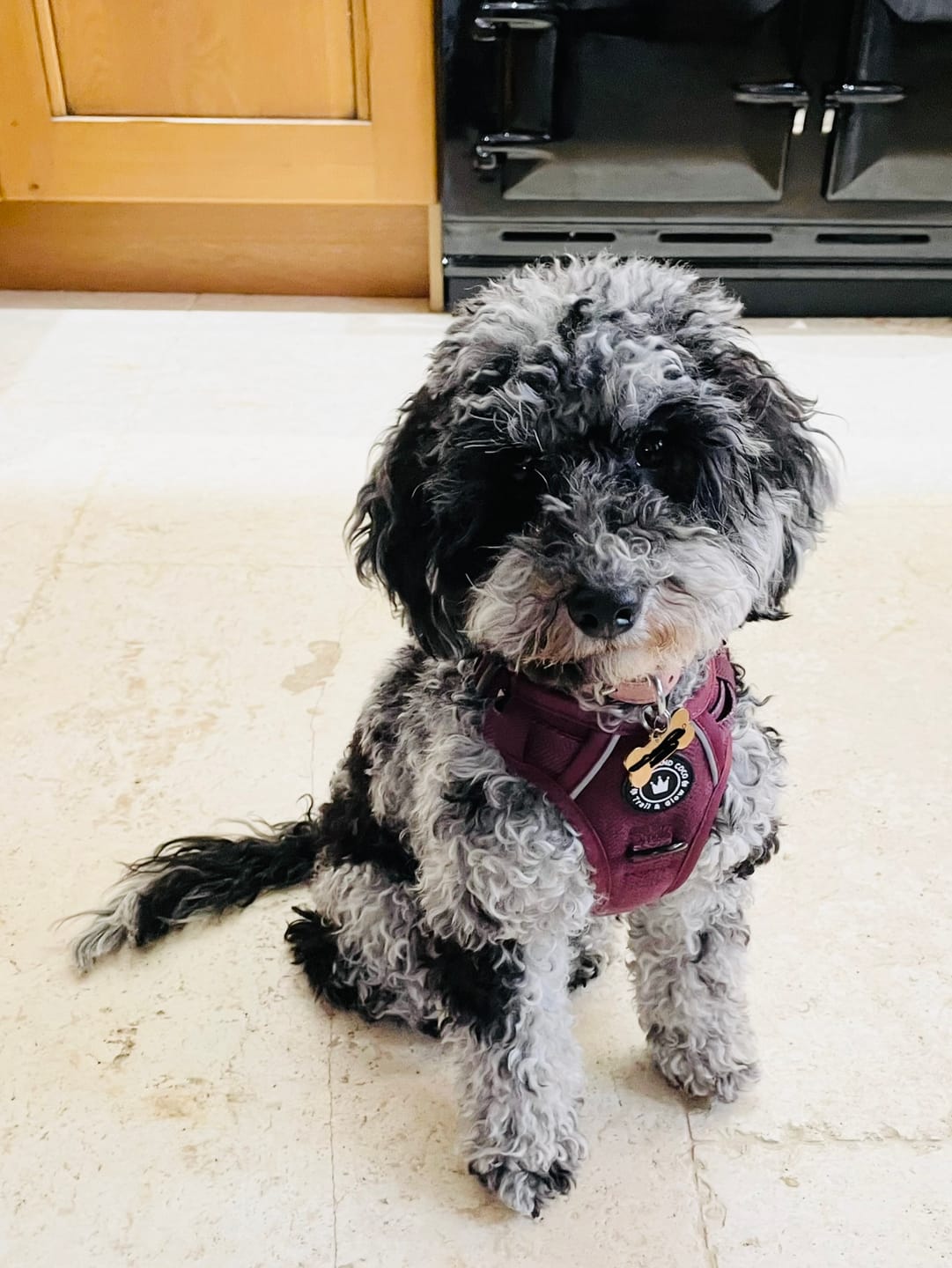Customer photo review of Fabric Dog Lead 5ft - Mulberry Tweed