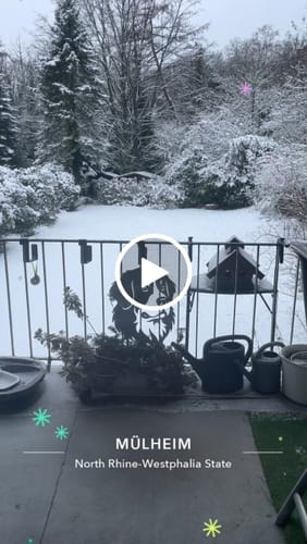 Customer video review of Gartenstecker Berner Sennenhund Portrait