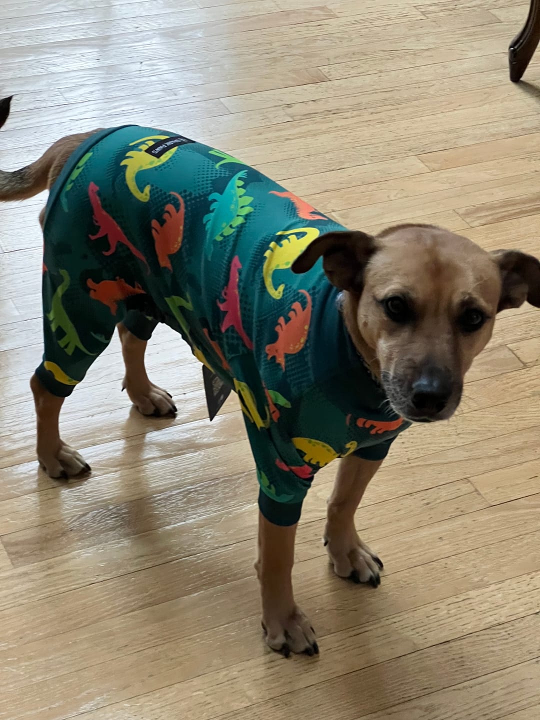 Customer photo review of Dog Pajama - Dinosaurs