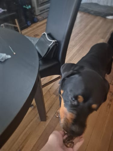 Customer photo review of Aussie Roo Trainers (Bite Size) Small - Medium Dogs