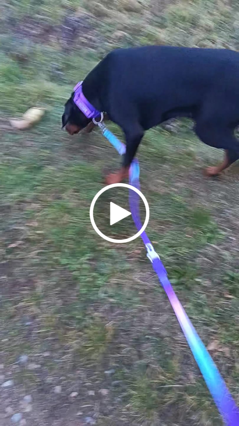 Customer video review of Comfort Control Dog Collars