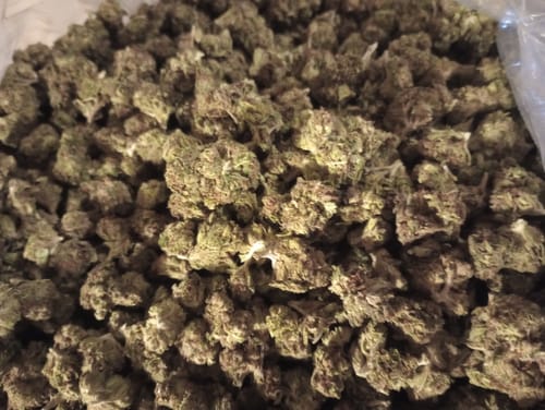 Customer photo review of Jager Sour Diesel Littles - Bulk Littles - Sativa