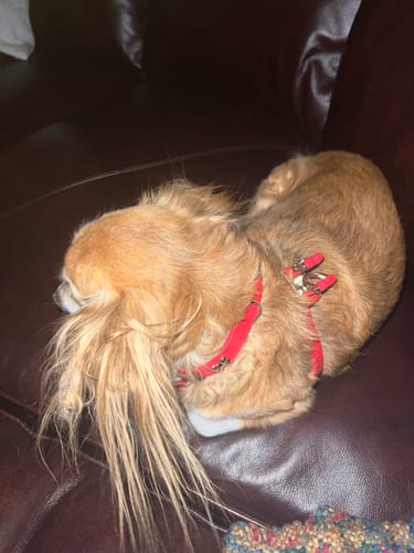 Customer photo review of Boneflex Harness Silver