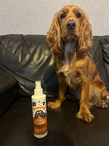 Customer photo review of Pre, Post + Probiotic Itchy Skin Spray for Dogs
