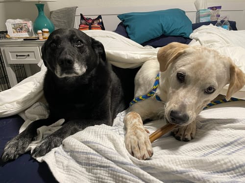 Customer photo review of Hickory Smoked Super Bull Sticks