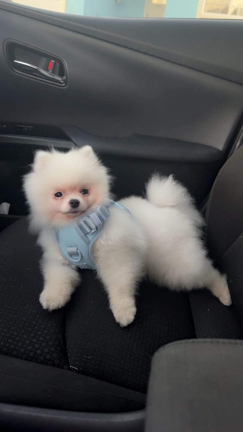 Customer photo review of Wander! Bow Harness Kit Sky