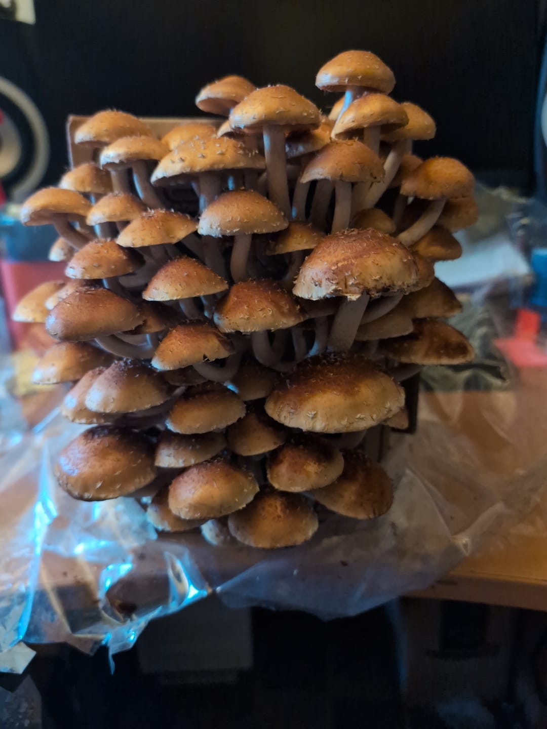 Customer photo review of Cinnamon Cap Mushroom Mini-Farm Grow Kit