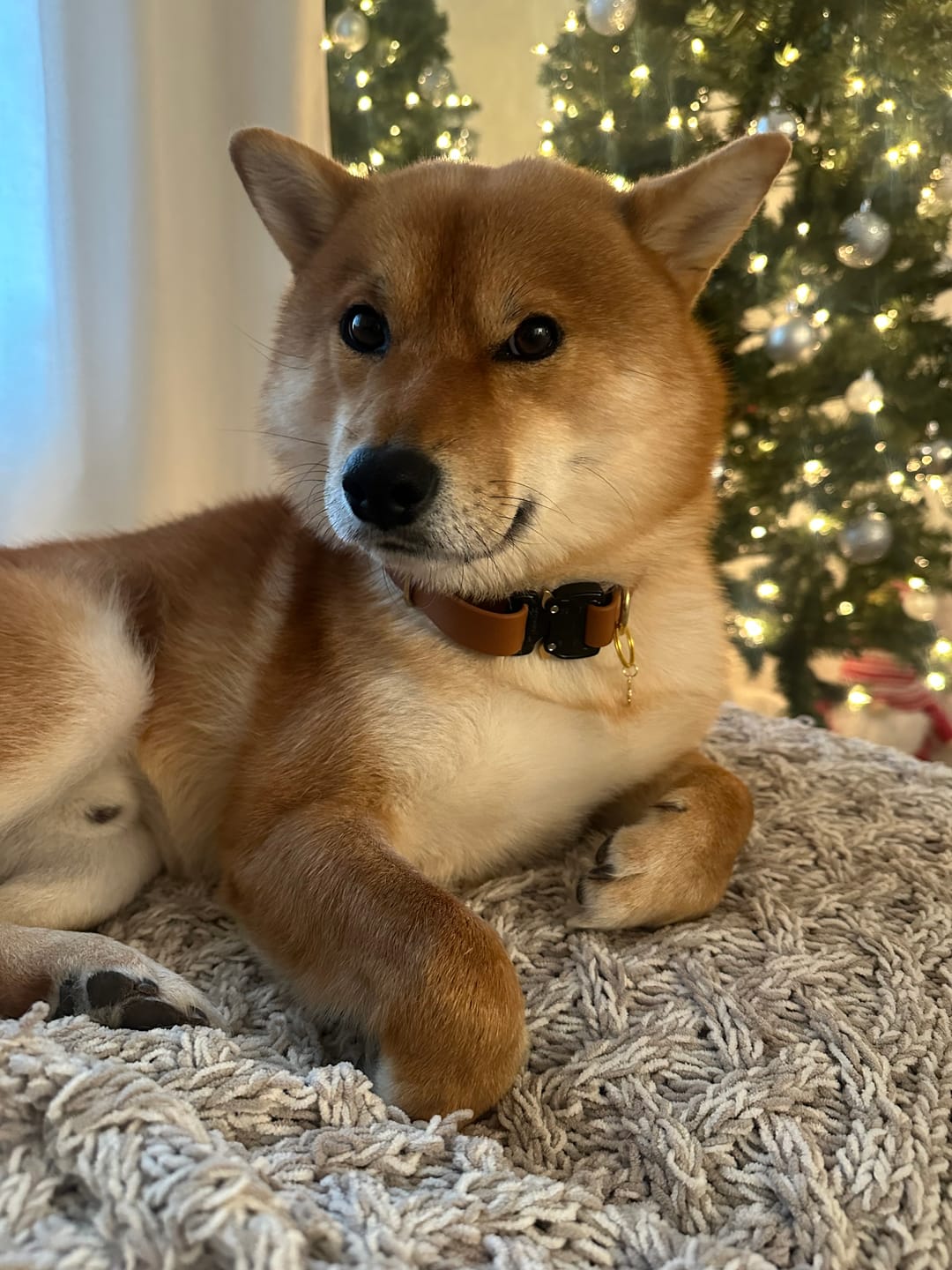 Customer photo review of Adjustable Biothane Quick Release Dog Collar