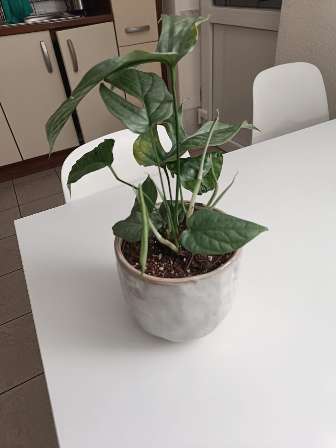 Customer photo review of MONSTERA AMYDRIUM MEDIUM SILVER