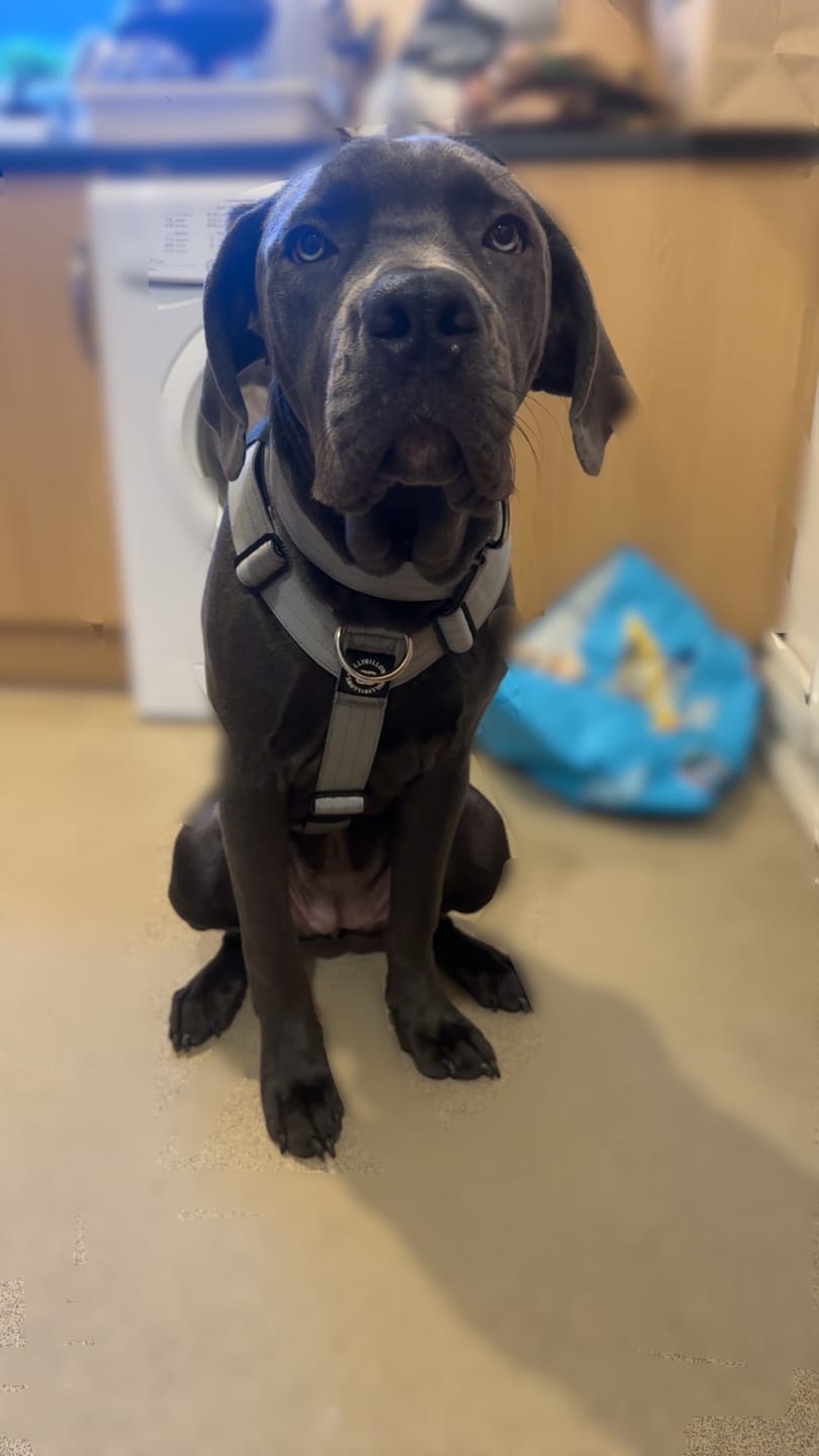 Customer photo review of Training Anti Pull TRI-Harness® | M-XL Breeds - Metal Grey